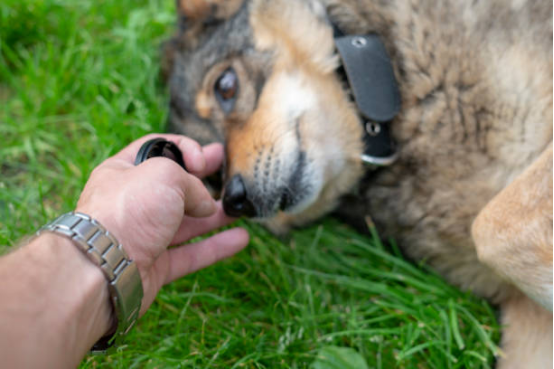 Dog reacting to environmental triggers before barking