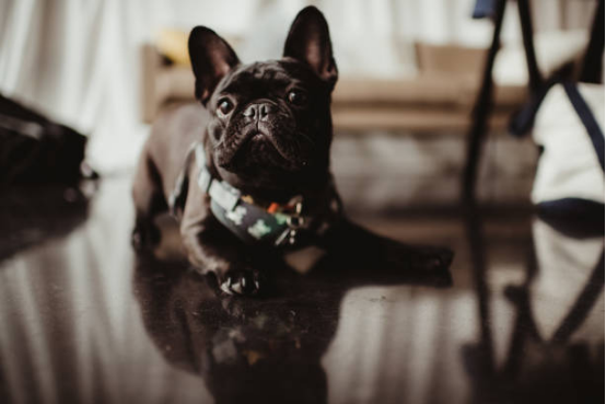 How to effectively use Bark Collar ?