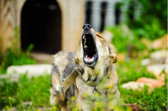 Dog wearing training collar during behavior correction