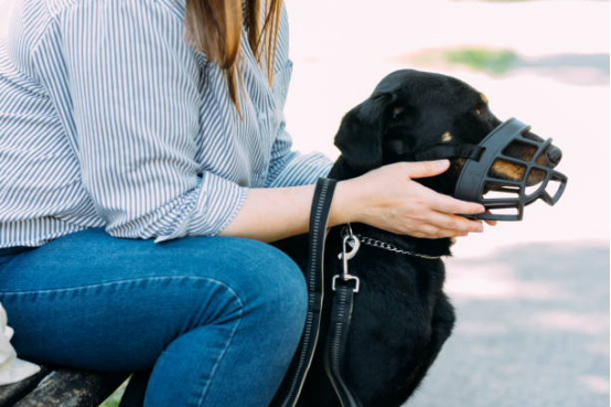 Close-up of bark collar vibration and gentle feedback design.