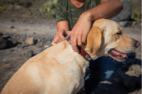 Dog wearing a low-stimulation bark collar during calm training.