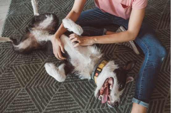 Owner adjusting low-intensity settings on a training collar.