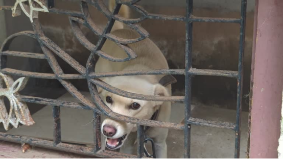 The owner is adjusting the bark collar intensity for dog safety.
