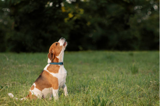 A bark collar is a powerful tool