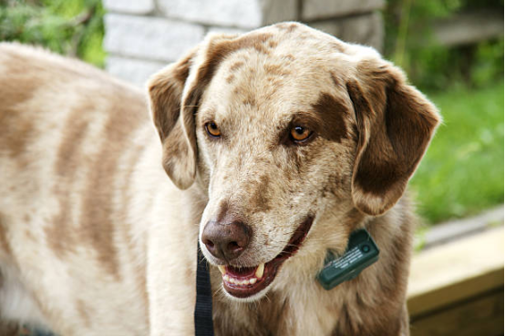 Dog wearing a bark collar during training session.