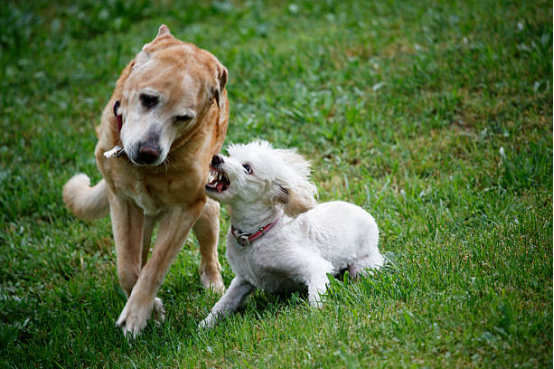 about using bark collars
