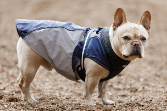use Bark Collar 