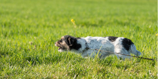 a bark collar can emit sound