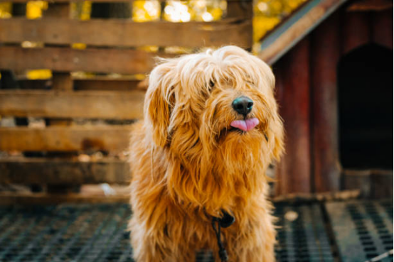 bark collars more effectively