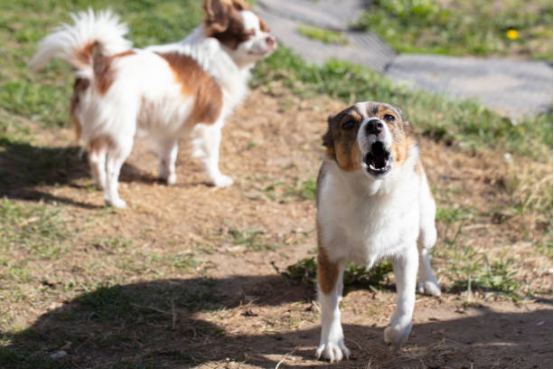 How to effectively use Bark Collar for dogs with sensitive skin
