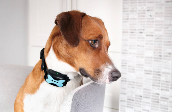 delving into how to choose the right bark collar 