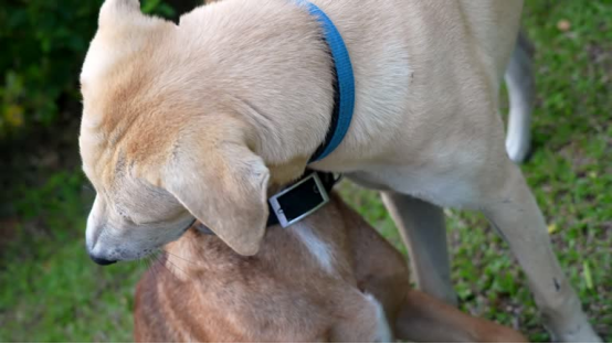 Dog wearing a vibration bark collar during training