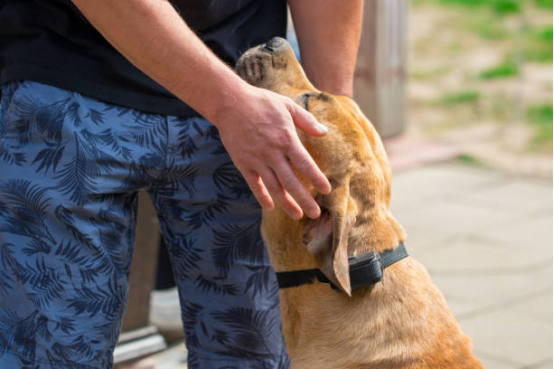 Large dog responding to adjustable shock collar stimulation