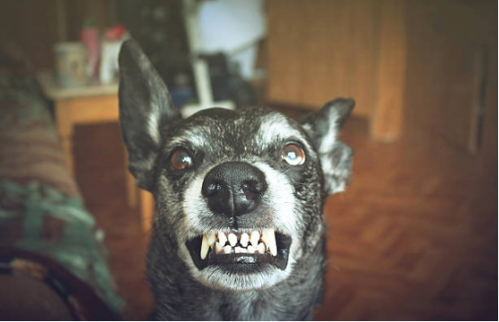 bark collar you choose is suitable for your dog's personality