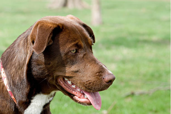 Before using a bark collar