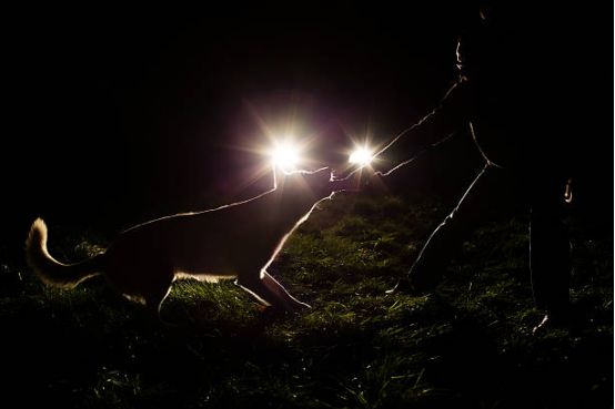 Walking the dog at night