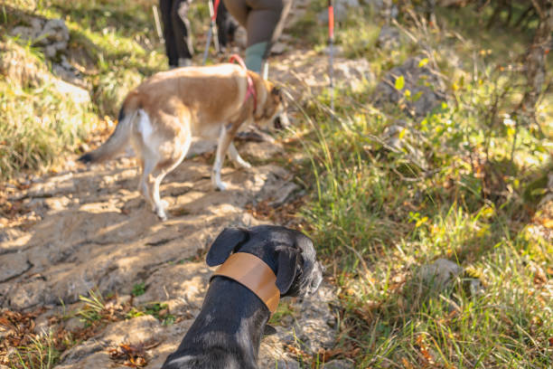 Walking the dog outdoors