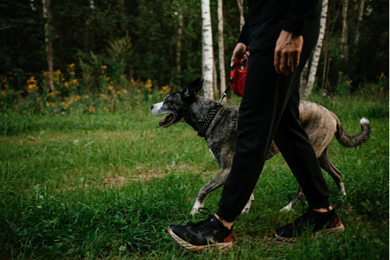Walking the dog outdoors