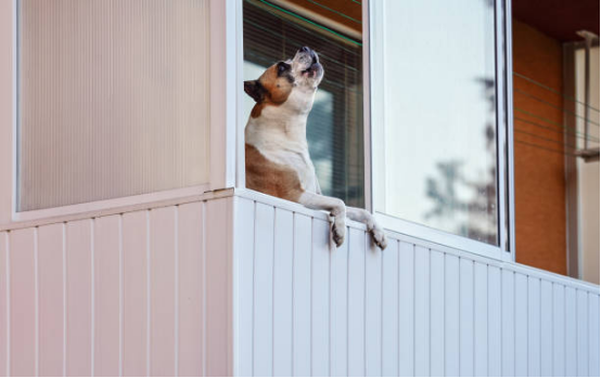 dog on the balcony