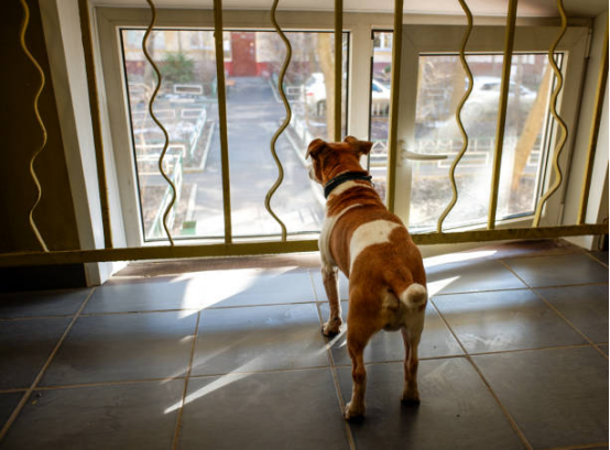 The dog looked out the window.