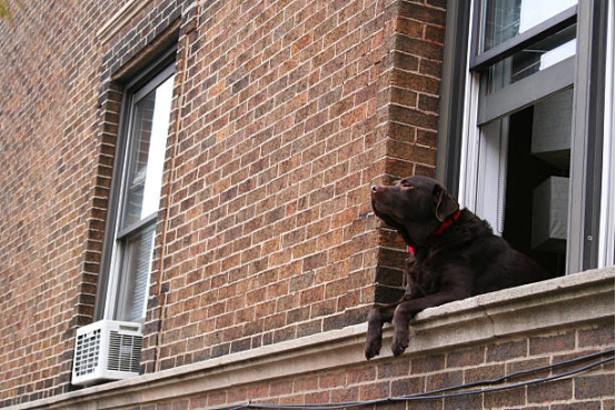 The dog waited at the window.