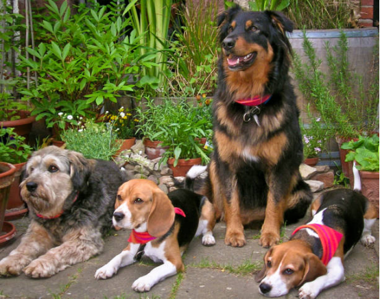 Dog Family