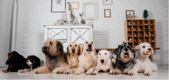 Multi-dog family