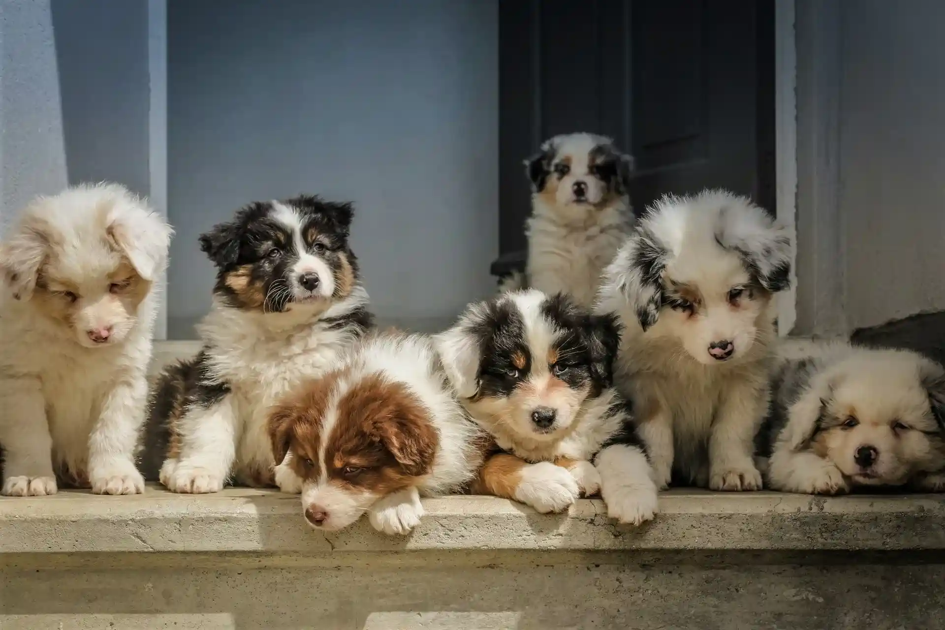 Multi-dog family