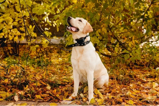 Dog responding to a bark collar after a trigger