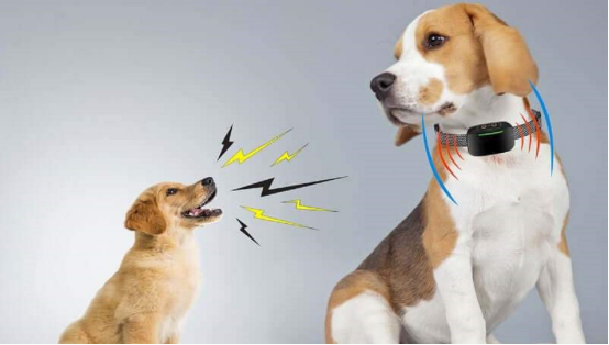 Owner using positive reinforcement in dog training