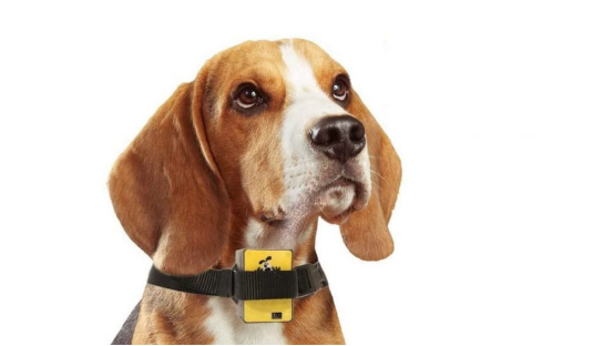 Dog wearing a bark collar during training session