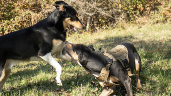 Bark collar helping improve dog’s social interactions