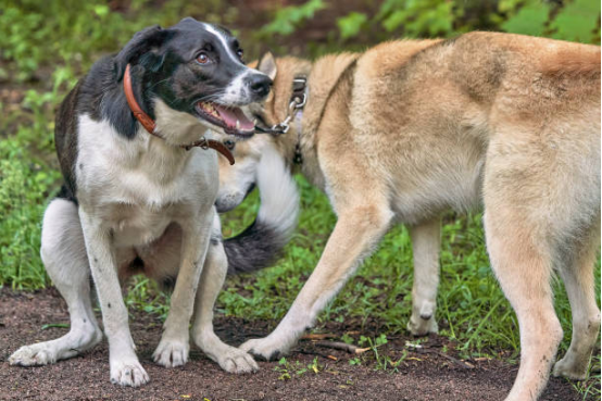 Dog socializing calmly after bark collar training