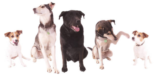 Positive reinforcement during bark collar training session
