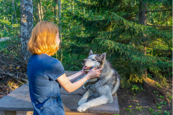 Trainer adjusting a bark collar on a dog during behavioral training.