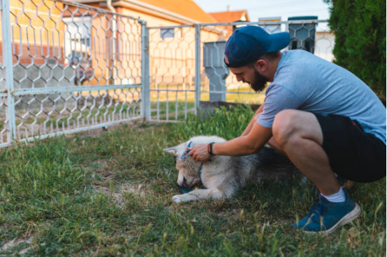 Dog calmly sitting after receiving mild stimulation from a bark collar.