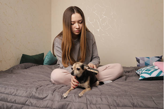 A gentle low-stimulation bark collar on a calm dog