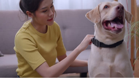 Trainer adjusting a low-stimulation bark collar on a small dog