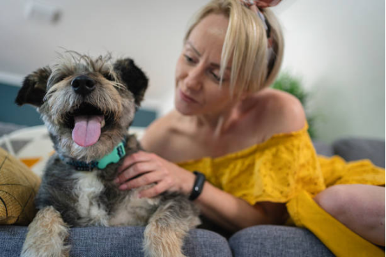 Dog showing signs of improved behavior with gentle collar stimulation.