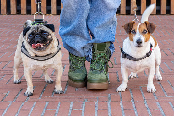 puppy wearing bark collar during early training stage