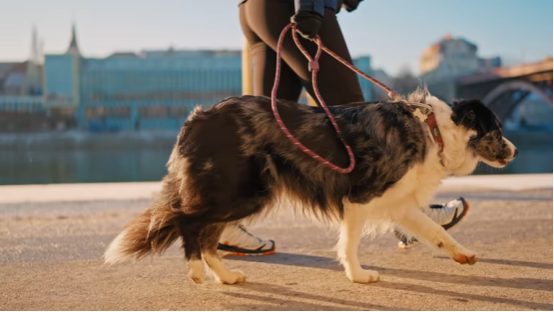 Bark collar on a dog with legal compliance considerations