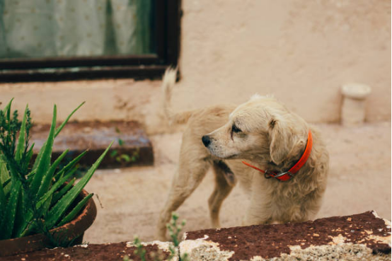 Infographic showing regional bark collar legality differences