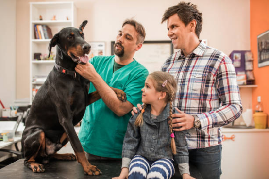 Veterinarian examining a dog for bark collar suitability