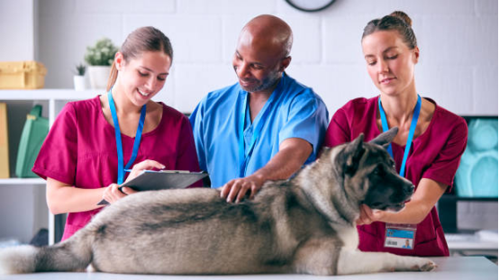 Bark collar being adjusted under professional guidance