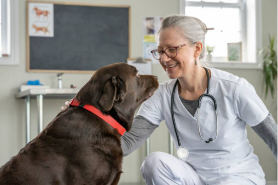 Infographic showing vet-approved bark collar precautions