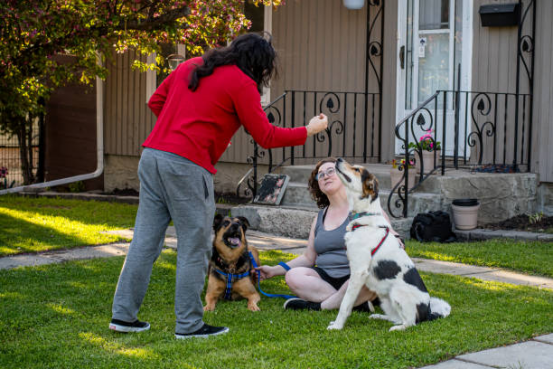 Infographic showing neighborhood conflict reduction strategies with bark collars