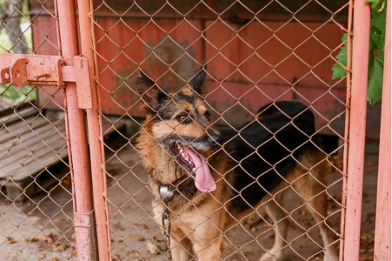 Dog wearing a bark collar indoors at night