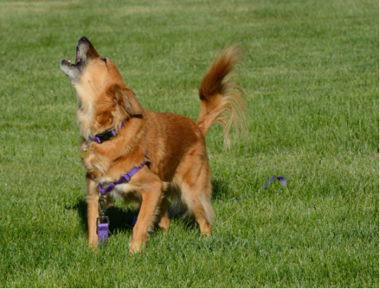 Bark collar being adjusted to prevent stress in a dog