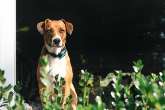 Dog showing early fear signals while wearing a bark collar