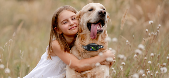 Comparison chart showing bark collar short-term vs long-term effects